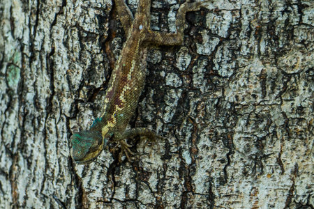 This little dragon is relaxing on a tree and showing itself to the world.の写真素材