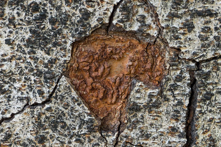 There are many arts in the nature even on the trunk.の写真素材