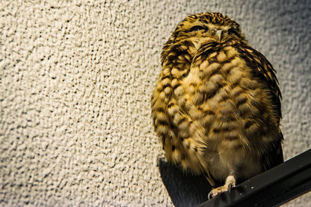 A small brown owl in close area look like a sleepy bird all-time.の写真素材