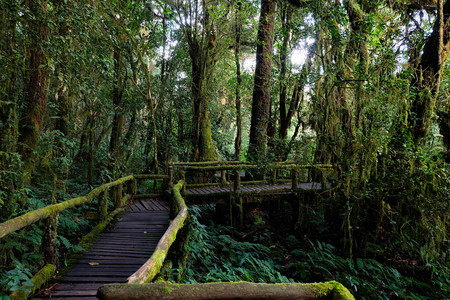 Nature trailの写真素材