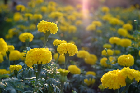 Marigoldの写真素材
