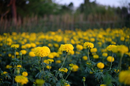 Marigold gardenの写真素材