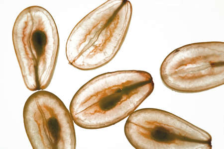 In grape juiceの写真素材