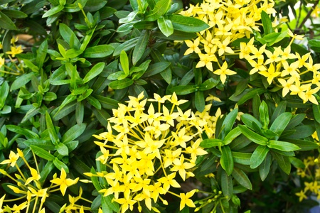 Flower spike