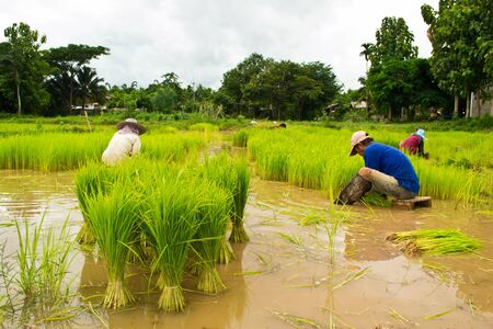 Farmers planting riceの写真素材