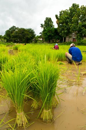 Farmers planting riceの写真素材