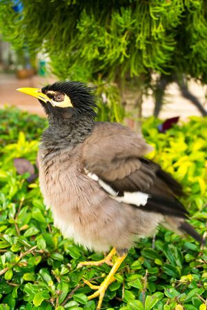 Starlings birdの写真素材