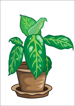 Dieffenbachia vector のイラスト素材