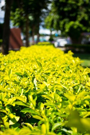 Duranta repensの写真素材