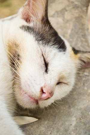 Cats sleepの写真素材