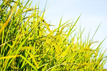 Fields in the countrysideの写真素材