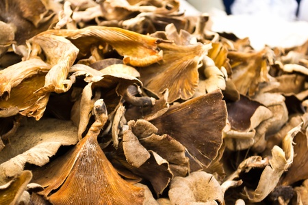 Brown mushrooms の写真素材