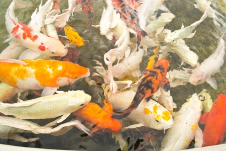 Colorful fish in the waterの写真素材