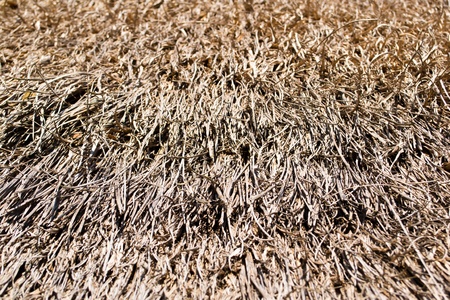 Dry grass backgroundの写真素材