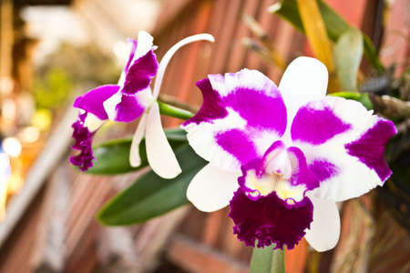 Orchid の写真素材