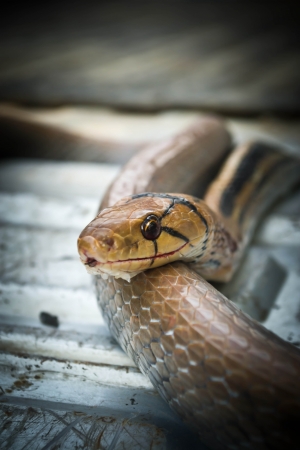 Snakes, venomous reptiles 