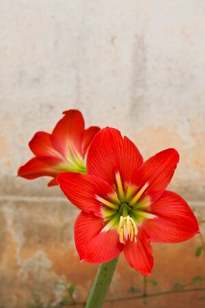 Amaryllis Hippeastrum flower の写真素材