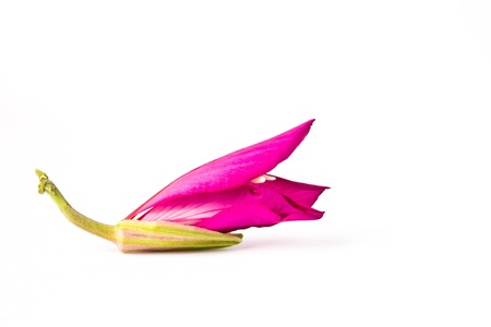 Orchid Tree on white background 