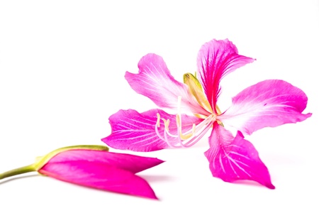 Orchid Tree on white background 