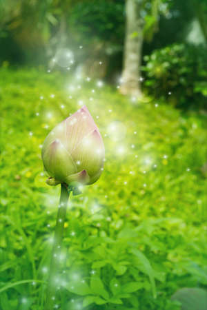 Lotus flower の写真素材