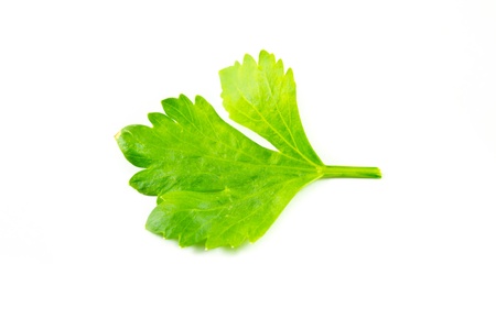 Celery on a white backgroundの写真素材