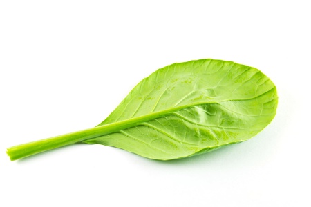 Kale on a white backgroundの写真素材