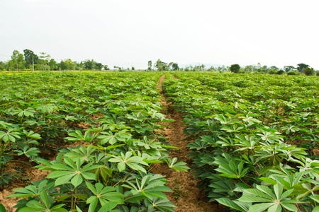 Cassava gardenの写真素材