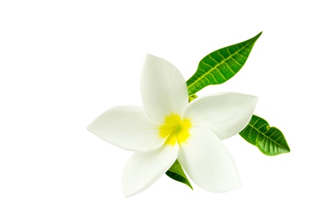 Frangipani flowers on a white backgroundの写真素材