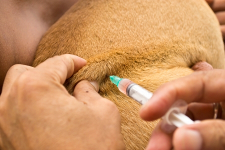 Injected dogs to prevent rabiesの写真素材
