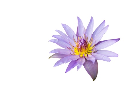 Lotus isolated on white backgroundの写真素材