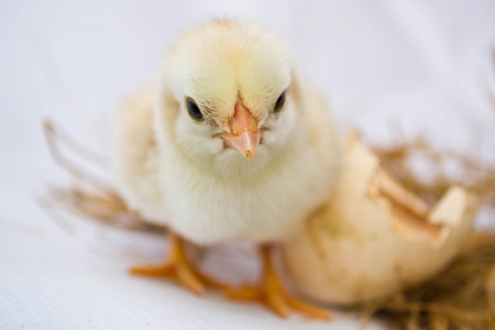 Chicks hatched from eggsの写真素材