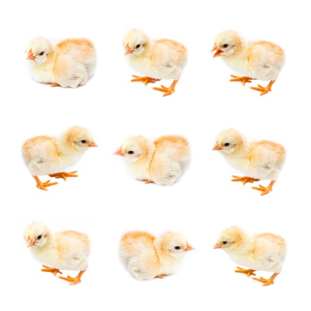 Collection of chicksの写真素材