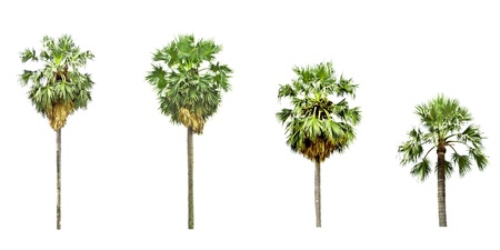 Set of trees on white backgroundの写真素材