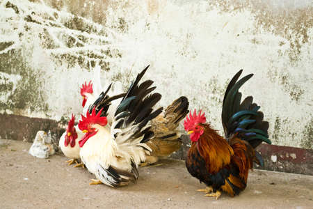 Male bantam chickens low Within a herdの写真素材
