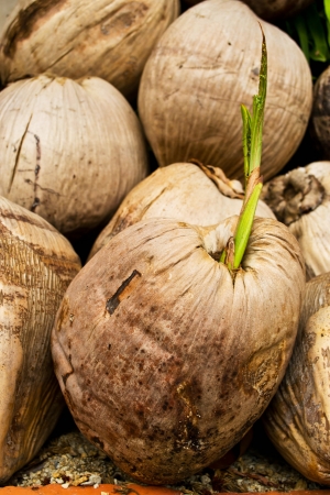 Dried coconutの写真素材