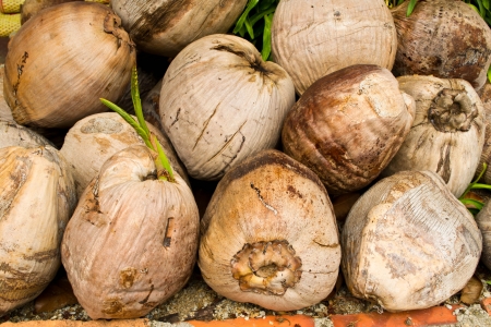 Dried coconutの写真素材