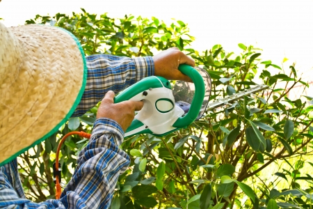 Gardener cutting a bushの写真素材