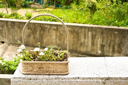 Flowers on the tableの写真素材