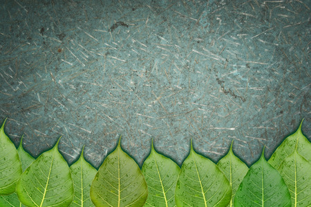 Bo leaves and old backgroundの写真素材