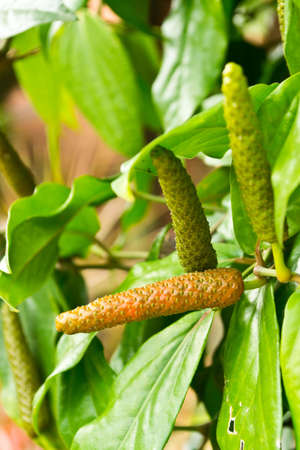Long pepperの写真素材