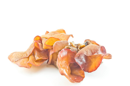 Black Fungus on white background の写真素材