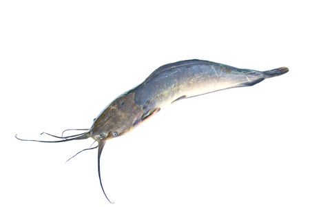 Catfish on a white backgroundの写真素材