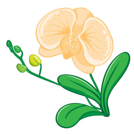 Illustration of orchids flower vecter on white backgroundのイラスト素材