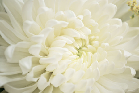 Close - up of White Chrysanthemum flowerの写真素材