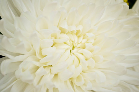 Close - up of White Chrysanthemum flowerの写真素材