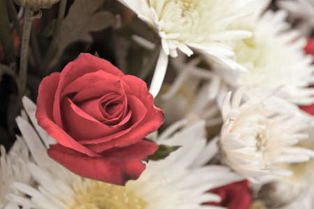 Abstract background of rose flowersの写真素材