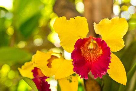 Cattleya orchid on nature backgroundの写真素材