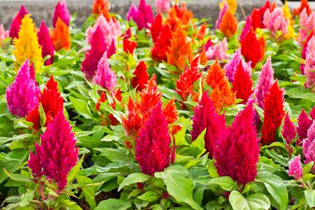 plumped celosia flower on nature background