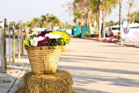Chrysanthemum flower in a basketの写真素材