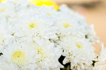 Chrysanthemum flower on nature backgroundの写真素材